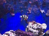 Male/Female Pearl Eye Clarkii Clownfish, Captive-Bred Marine Reef Fish (Amphiprion clarkii)