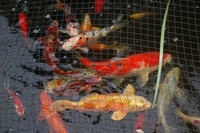 Koi for sale