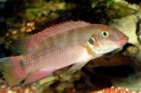 Wallaceochromis rubrolineata pair & thorichthys ellioti