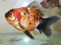 Beautiful Calico Oranda Fancy Goldfish