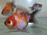 Beautiful Calico Oranda Fancy Goldfish