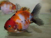 Beautiful Calico Oranda Fancy Goldfish
