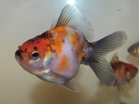 Beautiful Calico Oranda Fancy Goldfish