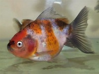 Beautiful Calico Oranda Fancy Goldfish