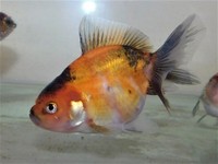 Beautiful Calico Oranda Fancy Goldfish