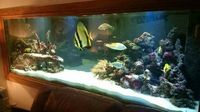 Large Selection of Marine fish and corals for sale Rainham Kent