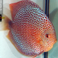 CHESHIRE OAKS DISCUS, LARGEST UK STOCKIEST OF DISCUS FISH, WATCH VIDEO NOW