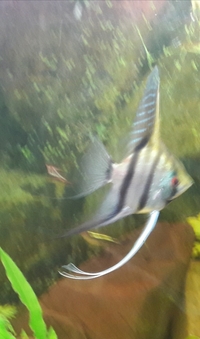 3 x 3-4 inch Pike Cichlid (Crenicichla sveni), 1 x 4 inch Synodontis catfish, 2 x Angelfish-Leeds