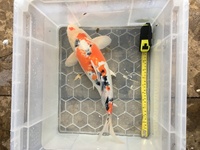 4 X Good Quality Koi for Sale Apx 15 inches