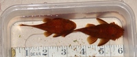 Young Pair of Super Red Bristlenose