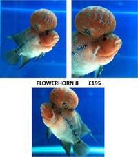 Grade A Flowerhorn 6-7 inch for sale all priced £195.00 each