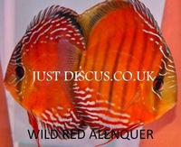 Discus fish for sale from ONLY £25 and over 5,000 top quality Discus to choose from and the biggest selection in the U.K. Cheapest prices guaranteed.