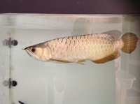 For Sale - 18 inches BlueBase Golden Crossback Arowana