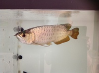 For Sale - 18 inches BlueBase Golden Crossback Arowana