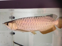 For Sale - 18 inches BlueBase Golden Crossback Arowana