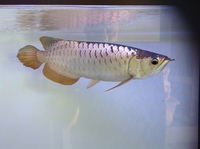 For Sale - 18 inches BlueBase Golden Crossback Arowana