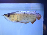 For Sale - 18 inches BlueBase Golden Crossback Arowana