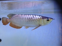 For Sale - 18 inches BlueBase Golden Crossback Arowana