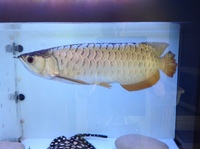 For Sale - 18 inches BlueBase Golden Crossback Arowana