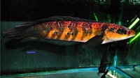 SUPER RED SNAKEHEAD EMPEROR CHANNA MARULIODES