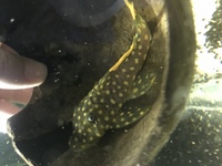 2x golden nugget plecos