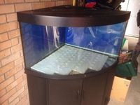 Juwel Tringo 350L Bowfront Aquarium Full Setup For Sale £175