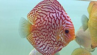 Warwickshire Discus Sales Ltd