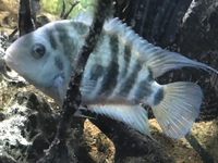 American Cichlids for sale (Tank Clearance)