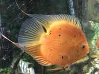 American Cichlids for sale (Tank Clearance)