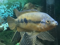 American Cichlids for sale (Tank Clearance)
