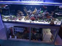 Aquarium Connections Marine Tank 750 litre, opti-white glass, rimless