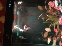 Angelfish