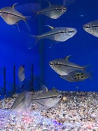 Maidenhead Aquatics @ Ashtead - Tropical List 17/05/22 - UPDATED