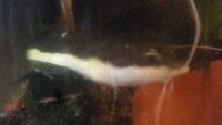 Red Tail Catfish for sale Sheffield S8