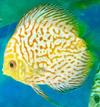 Number of discus for sale open to offers