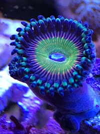 Marine Zoa Hyper Jubilee 1 Head £70