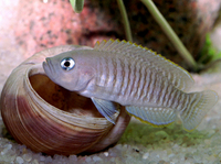 Neolamprologus Multifasciatus Breeding Group x6 SOLD pending collection