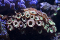 LARGE CORALS, FISH AND LIVE ROCK FOR SALE- TANK SHUT DOWN