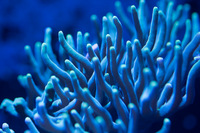 LARGE CORALS, FISH AND LIVE ROCK FOR SALE- TANK SHUT DOWN