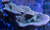 LARGE CORALS, FISH AND LIVE ROCK FOR SALE- TANK SHUT DOWN