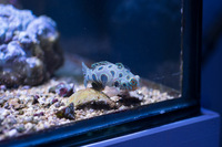 LARGE CORALS, FISH AND LIVE ROCK FOR SALE- TANK SHUT DOWN