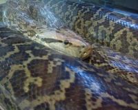 BURMESE PYTHONS - SWAP for Asian arowana female ray other oddballs...