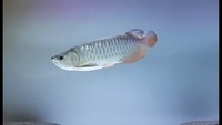 24K Gold Arowana