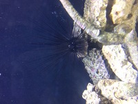 Sea urchin £20