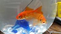 Two goldfish looking for new and caring home