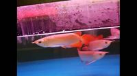 IN STOCK NOW SUPER RED ASIAN AROWANA FROM INDONESIA PLANET AROWANA