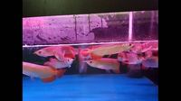 IN STOCK NOW SUPER RED ASIAN AROWANA FROM INDONESIA PLANET AROWANA