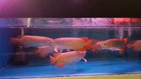 IN STOCK NOW SUPER RED ASIAN AROWANA FROM INDONESIA PLANET AROWANA