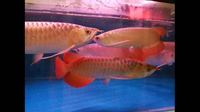 IN STOCK NOW SUPER RED ASIAN AROWANA FROM INDONESIA PLANET AROWANA