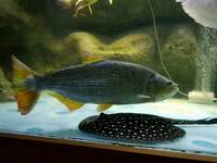 Various large Predator Fish; Dorado, Bass, Arowana,